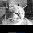Review of InfraredCamera and SP Photo – taking low light pics with the iPhone I actually downloaded this awhile back but have not used it until now. Its actually pretty interesting. I took a pic of my cat in a low light situation.