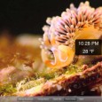 High Quality HD movies of Aquarium Aquatic life If you really like beautiful and interesting aquatic life , then this app is for you. Real Aquarium HD. At the basic level, its a series of HD videos of various sea creatures chill’in (sorry) in the sea. However, this app provide a second layer where you can learn about...