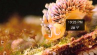 If you really like beautiful and interesting aquatic life , then this app is for you. Real Aquarium HD.  At the basic level, its a series of HD videos of various sea creatures chill’in (sorry) in the sea.  However, this app provide a second layer where you can learn about [...]
