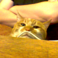 Here are some pics of my cat. For no good reason I need to upload a pic of my cat for something I’m doing on the migration of Bitmob to GamesBeat. And I thought, what the heck. I’m going to post a few pictures of my derpy ketteh just for fun.