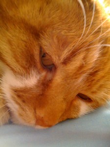 cat_macro