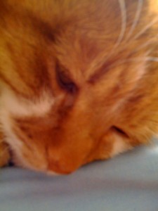 cat_norm
