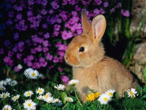 brown_rabbit_with_pink_and_white_flowers