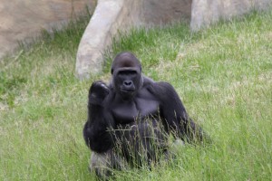 success gorilla