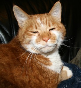 stoned cat
